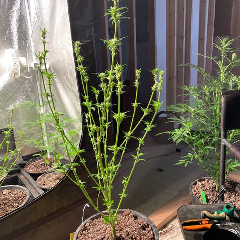 Bruce banger 3 growlog timeline photo