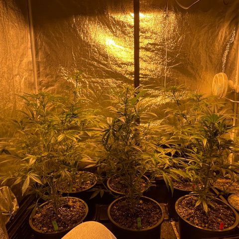 Bruce banger 3 growlog timeline photo