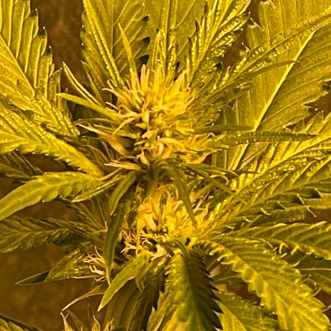Bruce banger 3 growlog timeline photo