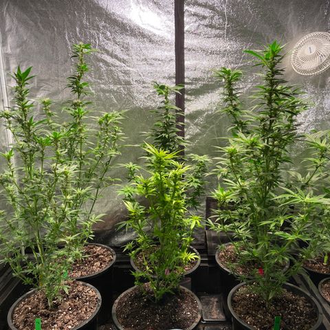 Bruce banger 3 growlog timeline photo