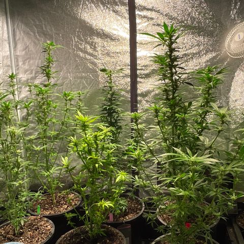 Bruce banger 3 growlog timeline photo