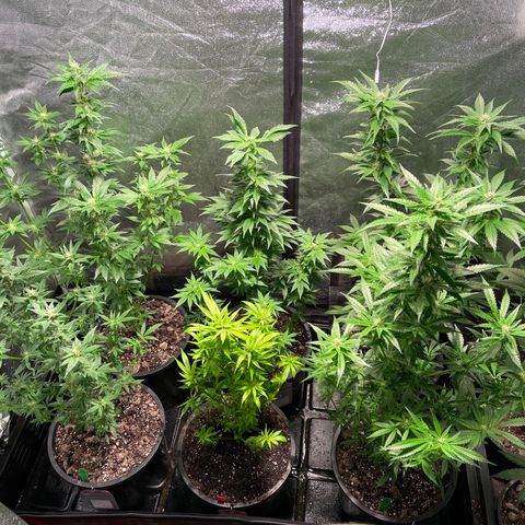 Bruce banger 3 growlog timeline photo