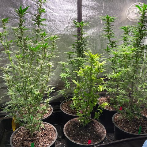 Bruce banger 3 growlog timeline photo