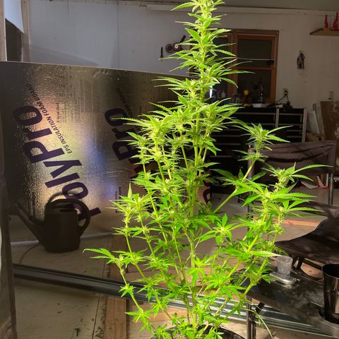 Bruce banger 1 growlog timeline photo