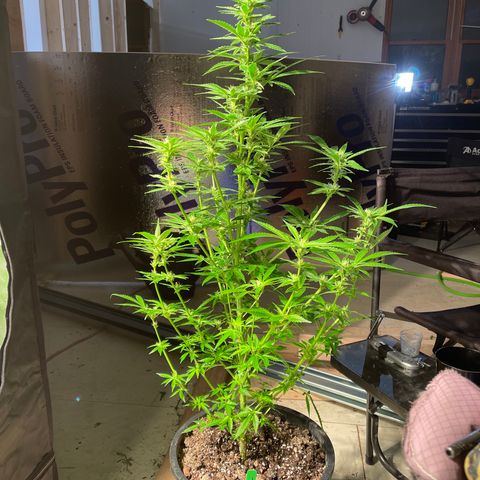 Bruce banger 1 growlog timeline photo
