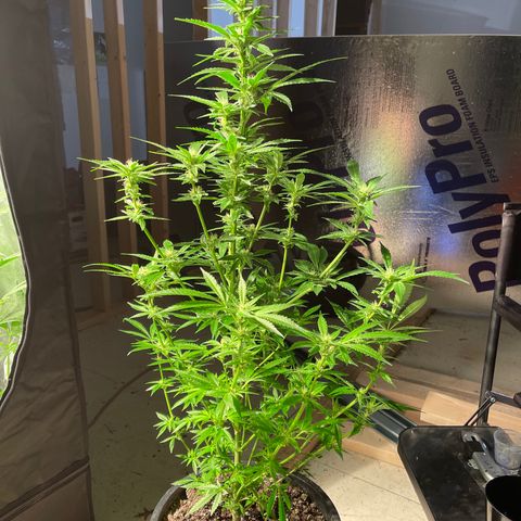 Bruce banger 1 growlog timeline photo