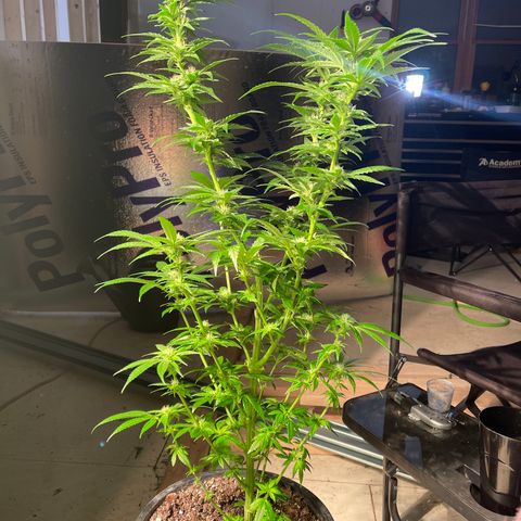 Redbeards cookies 2 growlog timeline photo