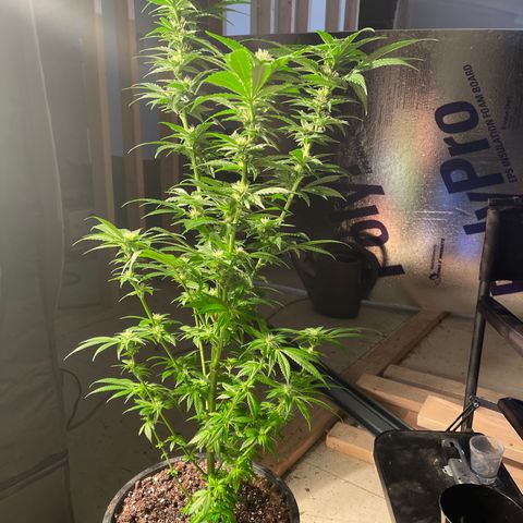 Redbeards cookies 2 growlog timeline photo