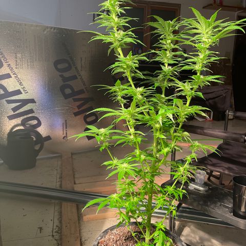 Redbeards cookies 2 growlog timeline photo
