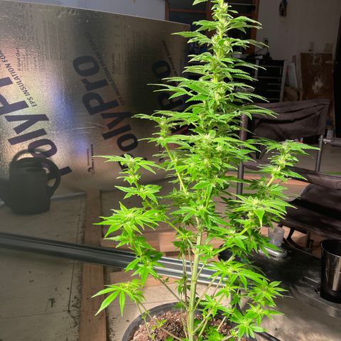 Wedding cake growlog timeline photo