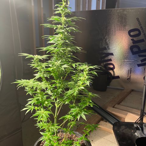 Wedding cake growlog timeline photo