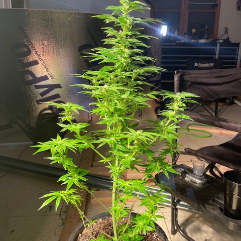 Wedding cake growlog timeline photo