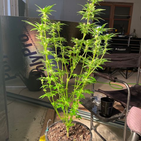 Bruce banger 3 growlog timeline photo