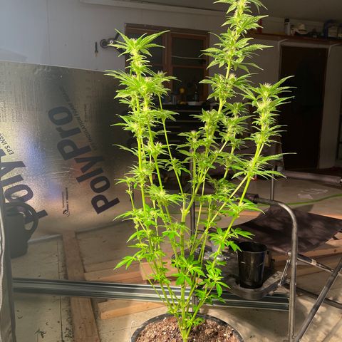 Bruce banger 3 growlog timeline photo