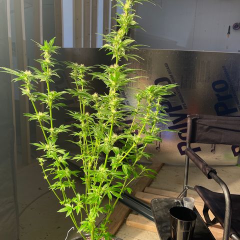 Bruce banger 3 growlog timeline photo