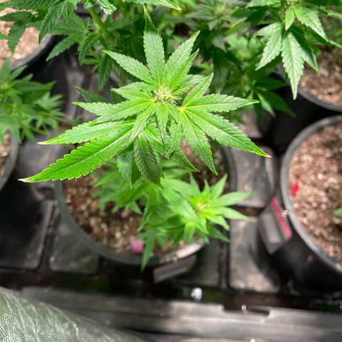 Wedding cake growlog timeline photo