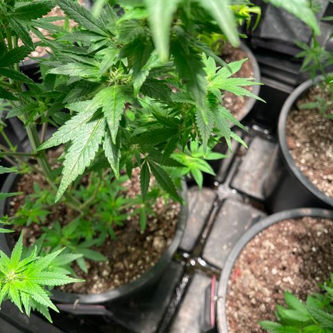 Wedding cake growlog timeline photo