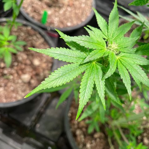 Wedding cake growlog timeline photo