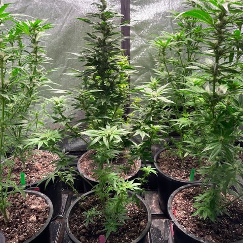 Bruce banger 3 growlog timeline photo