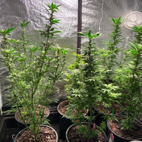 Bruce banger 3 growlog timeline photo
