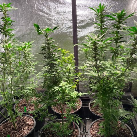 Bruce banger 3 growlog timeline photo