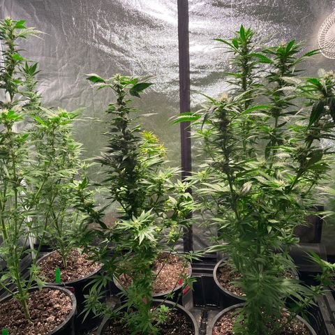Bruce banger 3 growlog timeline photo