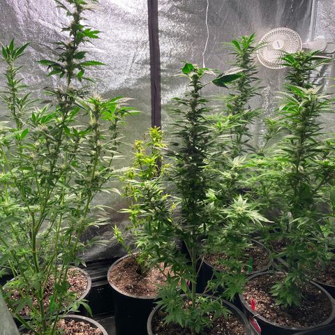 Bruce banger 3 growlog timeline photo