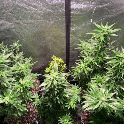 Bruce banger 3 growlog timeline photo