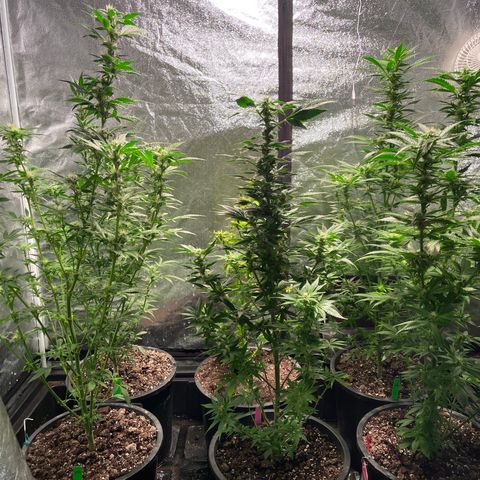 Bruce banger 3 growlog timeline photo