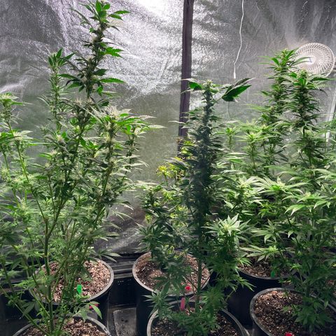 Bruce banger 3 growlog timeline photo