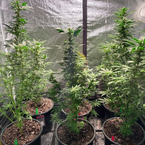 Bruce banger 3 growlog timeline photo