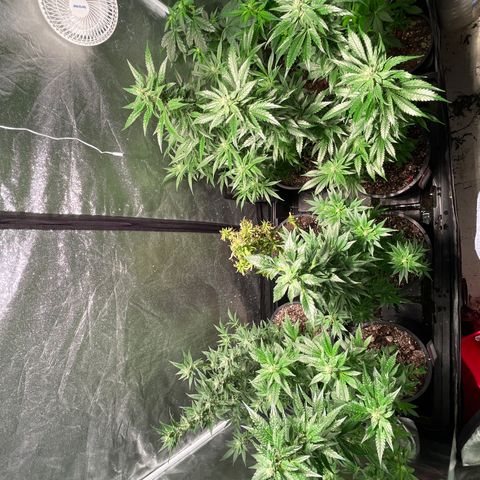 Bruce banger 3 growlog timeline photo