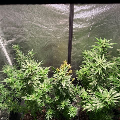 Bruce banger 3 growlog timeline photo