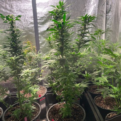 Bruce banger 3 growlog timeline photo
