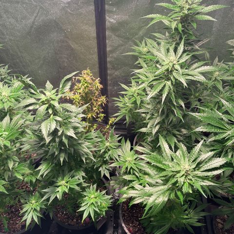 Bruce banger 3 growlog timeline photo