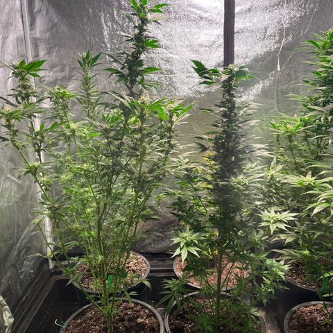 Bruce banger 3 growlog timeline photo
