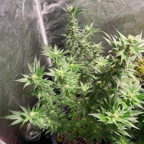 Bruce banger 3 growlog timeline photo