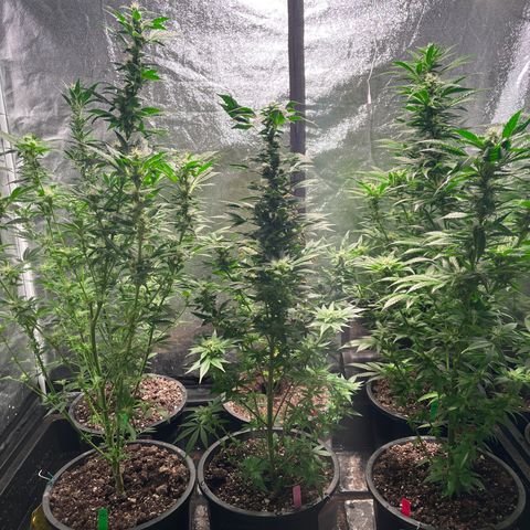 Bruce banger 3 growlog timeline photo