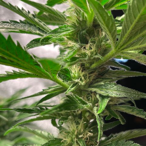 Redbeards cookies 2 growlog timeline photo