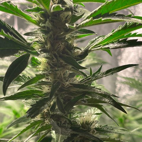 Redbeards cookies 2 growlog timeline photo