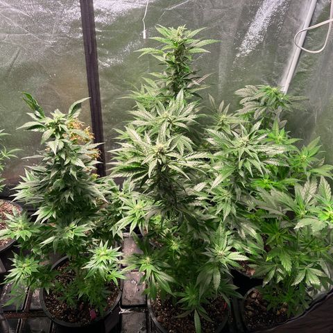 Bruce banger 3 growlog timeline photo