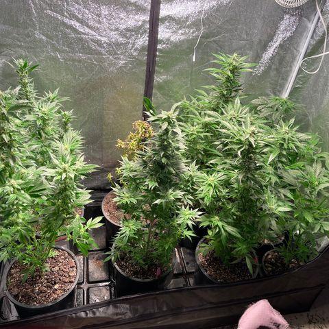 Bruce banger 3 growlog timeline photo