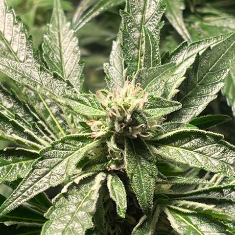 Bruce banger 3 growlog timeline photo