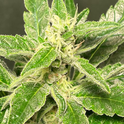 Bruce banger 3 growlog timeline photo
