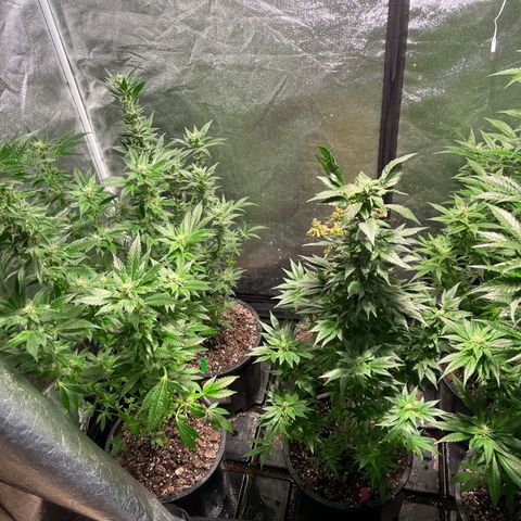 Bruce banger 3 growlog timeline photo