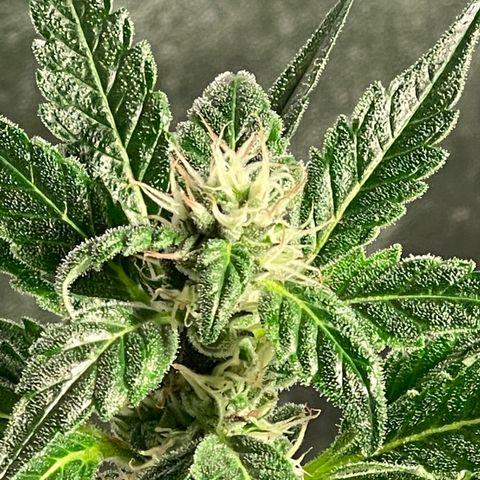 Bruce banger 3 growlog timeline photo