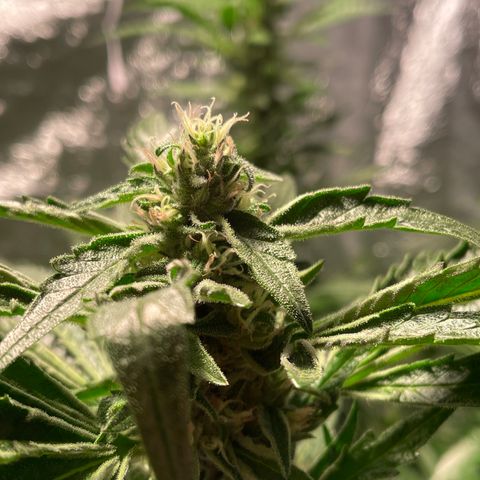 Bruce banger 3 growlog timeline photo