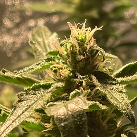 Bruce banger 3 growlog timeline photo