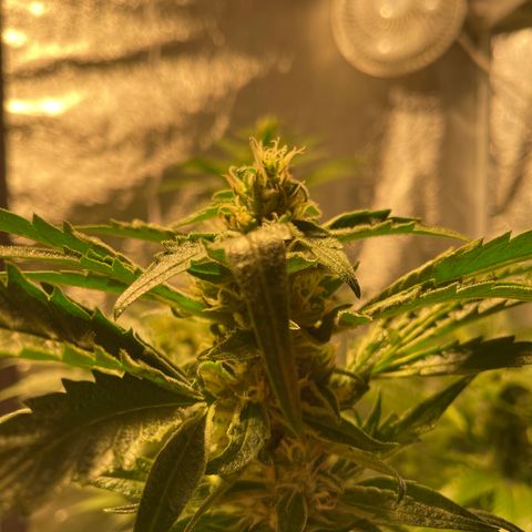 Bruce banger 3 growlog timeline photo