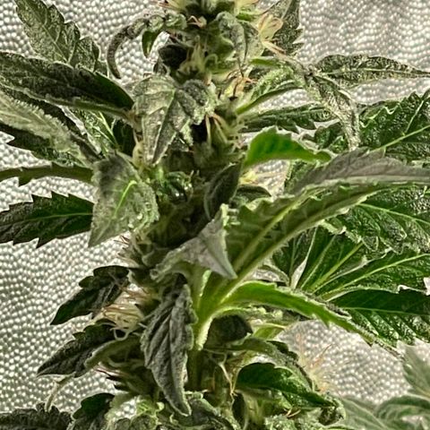 Bruce banger 3 growlog timeline photo